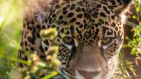 Scientists create genetic map of the jaguar in Argentina: 99.85% of the genome assigned for its conservation