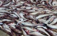 National Seafood Association joins Alaskan organizations calling for EU CATCH reform