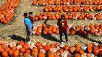Fall festivals happening across Central Florida