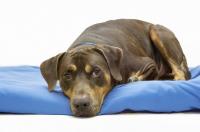 Pets | Max: I'm Sweet and Friendly