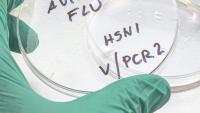 Spread of avian flu continues in Minnesota, Manitoba