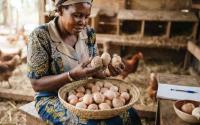 Eggshell abnormalities can signal nutritional, health, management, or environmental problems, so poultry farmers should closely monitor changes and address the underlying cause early.