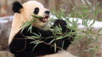 China gifts Atlanta zoo two giant pandas as Xi meets with Trump