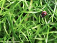 Georgia State Research Advances Understanding of Tick-Borne Powassan Virus