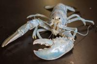 Meet Casper, the 1-in-100-Million White ‘Ghost’ Lobster Helping Scientists Crack a Genetic Mystery