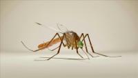 Science That Makes You Laugh? Canadian Engineers Win Ig Nobel Technology Prize For 3D 'Necroprinting' With Mosquitoes