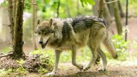 Minnesota wolves boost blueberry germination: 96% success in fecal seeds versus 69% in fruits