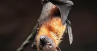 Learn about Wisconsin bats at Maywood's Benefit Banquet Oct. 8