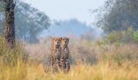 Cheetah Gaurav's Death Closes Chapter Of Kuno's First Namibian Coalition, But His Bloodline Lives On