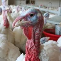 Avian flu starting to show up again in turkey farms across the area this fall