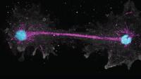 Scientists Discover an Amoeba That Thrives at 63°C, Shattering the Heat Limit for Complex Life