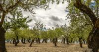 West Bank Olive Harvest Faces Israeli Restrictions, Uprooting Orders, Settler Attacks