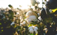 Turkmenistan to launch 60,000-ton cottonseed processing plant
