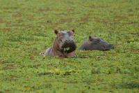 Anthrax suspected in 46 hippo deaths in Zambia amid potential spillover to humans