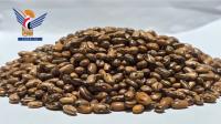 Yemeni genetic treasures: Strategic, sovereign wealth equal in national value to oil, gold reserves