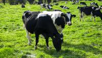 Dublin event on methane hears push back on Bovaer scepticism