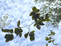 A Promising Alternative to Combat Beech Leaf Disease