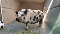 Pasadena’s 100-pound Honey the pig heading to new home
