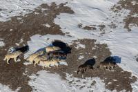 No Mollie’s Pack, Yellowstone wolves killed, Wyoming reports after hunt area’s quick close