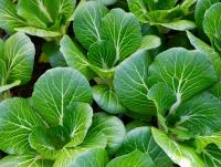 Grow Organic Nevada Coordinator Rob Holley shares how organic agriculture supports Nevada