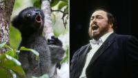 Madagascan lemurs use operatic trick to hit high notes, new research finds