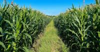 Wisconsin is the tenth largest exporter of agricultural products in the United States