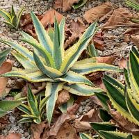 Tom Karwin, On Gardening | Propagating a mystery plant