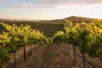 Flamboyant Napa vintner buys ‘splendid’ Artesa Estate with plans for new art and wine refuge