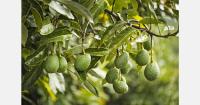 The Avocado Congress will be held as a curtain-raiser to Fruit Attraction