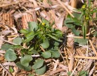 Good Growing: Spring Weed Management Begins in the Fall