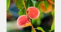 Hortgro CEO highlights South African deciduous fruit constraints