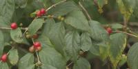 Invasive honeysuckle threatens native forests in central Kentucky