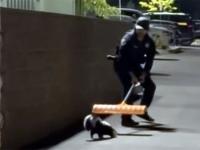 Nevada cop rescues skunk with head stuck in jar