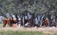 New Mexico Cattle Growers’ Association offers opportunities for area students