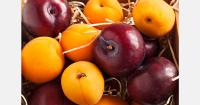 Tajikistan and Russia establish joint venture for fruit exports