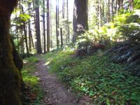 Appeals court clears 13,000-acre Oregon timber project