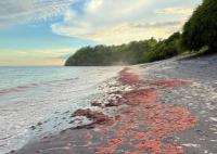 The Proliferation of Red Algae on Panamanian Coasts is Being Monitored.