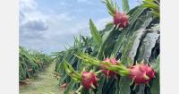 Vietnamese dragon fruit looks to India as Middle East shipping slows