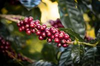 $18,000 Per Kilo Generating More Than $3 Million in Sales at the Best of Panama Auction.  Not Gold or Silver.  It is Panamanian Coffee.