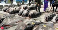 No need to avoid tuna over parasite reports from Brazil, says government