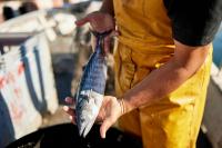 No need to avoid tuna over parasite reports from Brazil: Fisheries Institute