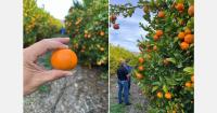 Higher citrus import volumes could complicate transition to California season