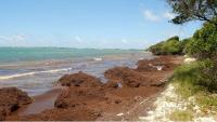 From Sea to Soil: Sargassum Project Gets Government Approval