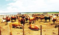 Govt to divide FMD-free zone into smaller areas