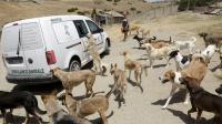 Music icon calls for World Cup boycott over 'cruel dog slaughter'