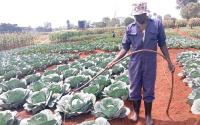 Equity and inclusive food systems seek to build food economies in which smallholder farmers, informal vendors and consumers have a voice, earn decent incomes and have access to healthy food.
