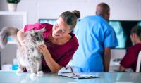 <![CDATA[Lemonade expands pet insurance to Kentucky as care affordability challenges persist]]>