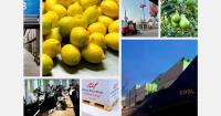 Fruit samples redirected to food banks to reduce waste