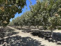 U.S. Pistachio Shipments Reach 1.3 Billion Pounds