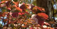 HEALTH MINUTE: GET READY FOR FALL ALLERGIES